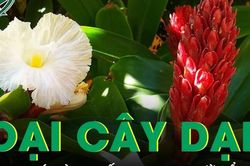 Cây dại ven suối có vị ngọt mát, là vị thuốc quen thuộc cho người tiểu đường