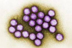 Virus Adeno là gì? 6 dấu hiệu cảnh báo không nên chủ quan