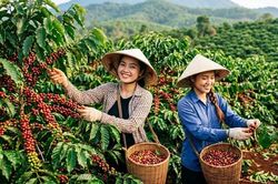 Giá cà phê hôm nay 8.8.2026 giảm mạnh 1.500 đồng/kg
