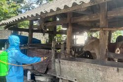 Tuyên Quang khẩn trương khống chế bệnh viêm da nổi cục trên đàn bò