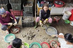 Nghề tách ruột hàu bên dòng Nhật Lệ