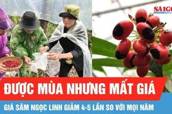 Đồng b&agrave;o Xơ Đăng tất bật thu hoạch hạt s&acirc;m Ngọc Linh