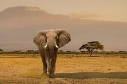 Kenya: Cái chết của những con voi gây lo ngại về an toàn thực phẩm