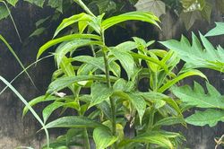 Nhiều người tin c&acirc;y lược v&agrave;ng chữa vi&ecirc;m gan, chuy&ecirc;n gia n&oacute;i g&igrave;?