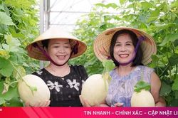 Thích thú trải nghiệm hái dưa lê Nhật Bản tại vườn