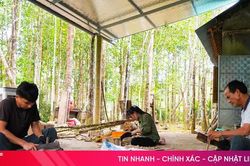 Hà Tĩnh định hình chuỗi giá trị sản xuất từ cây dó bầu