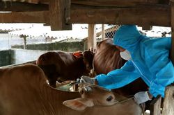 Tuy&ecirc;n Quang khẩn trương khống chế bệnh vi&ecirc;m da nổi cục tr&ecirc;n đ&agrave;n b&ograve; v&ugrave;ng cao