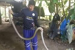 Người đàn ông bắt sống rắn hổ mang chúa dài 3,6 mét trên mái nhà