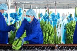 HAGL Agrico nợ hơn 21.000 tỷ đồng
