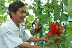 Phát triển nông nghiệp xanh trên sân thượng