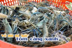 [Video] Về đồi đá ‘bắt’ tôm càng xanh