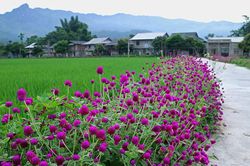 Miền xanh