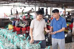 Nghề nu&ocirc;i ngao tại Ninh B&igrave;nh: Từ b&atilde;i bồi đến chuỗi gi&aacute; trị