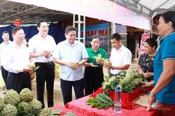 Khai mạc Tuần lễ Na Núi đá phường Hà Giang 2Khai mạc Tuần lễ Na Núi đá phường Hà Giang 2