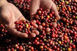 Giá cà phê hôm nay 8/8: Arabica tăng vọt, Robusta tiếp tục chịu áp lực giảm Giá cà phê hôm nay 8/8: Arabica tăng vọt, Robusta tiếp tục chịu áp lực giảm