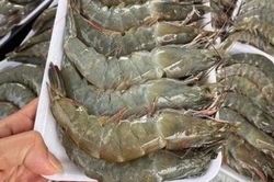 Doanh nghiệp Ba Lan tìm nguồn cung tôm Việt Nam