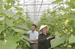 Lần đầu vượt 1 tỷ USD, rau quả Việt đổi cách chinh phục thị trường EU