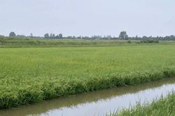Nâng tầm giá trị lúa - tôm Cà Mau, HTX tạo tài sản trí tuệ