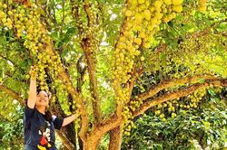 TP Hồ Chí Minh đẩy mạnh phát triển nông nghiệp gắn với du lịch