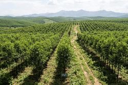 Siết chặt công tác quản lý đất nông, lâm trường tại Hà Nội