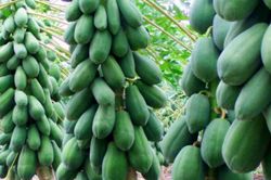 Muốn gia đạo hưng thịnh, trồng ngay loại cây này trước nhà, quả càng nhiều lộc càng to
