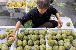Loại na đặc sản mọc trên núi đá có gì đặc biệt mà được nhiều người tiêu dùng tìm mua đến vậy?