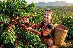 Giá cà phê hôm nay 9.8.2026: Trong nước giảm, Arabica tăng hơn 4%