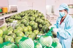 Giữ lợi thế tại thị trường nông sản trọng điểm