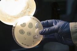 AI thiết kế virus mới mở ra hướng điều trị vi khuẩn kháng thuốc