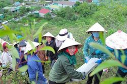 Hơn 1.000 người góp sức tái tạo dòng chữ 'BÁC HỒ SỐNG MÃI' trên dãy Lam Thành