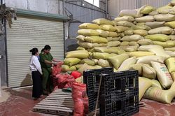 Phát hiện hai kho gạo 'Sén Cù Mường Khương' rởm