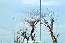 Hai dự án gần 9 tỷ đồng chưa bàn giao, nhiều cây xanh đã chết: Chủ đầu tư nói gì?