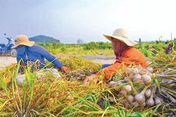 Tỏi Lý Sơn - 'Đại sứ' của đảo tiền tiêu