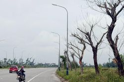 Cây xanh chết hàng loạt, hai dự án gần 9 tỷ đồng chưa thể quyết toán