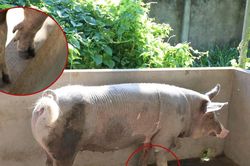 Chuyện những chú heo 5 móng sống ở chùa