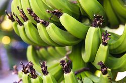 4 lợi ích từ món chuối xanh kho, luộc