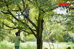 Tạo đà cho nông sản Việt - Bài 2: Nâng chất lượng sản xuất