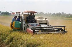 Giá gạo Việt Nam đi ngược xu hướng với các nước xuất khẩu lớn