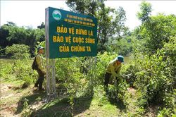 Biến 'bể chứa carbon' thành động lực giữ rừng, phát triển sinh kế
