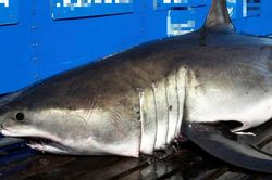 Phát hiện con cá 'khổng lồ' nặng gần 700 kg