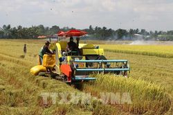 Hai trụ cột để Cần Thơ đạt 170 ngàn ha lúa phát thải thấp - Bài 1: Nền tảng để mở rộng bền vững