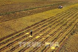 Nhân rộng lúa chất lượng cao, phát thải thấp