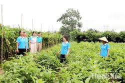Liên kết phụ nữ phát triển kinh tếLiên kết phụ nữ phát triển kinh tế