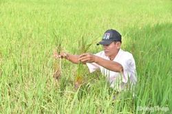 Đồng Tháp: Nông dân chủ động ứng phó dịch hại trên cây lúa