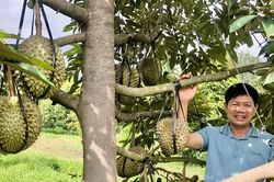 Gia Lai khẩn trương triển khai cấp, quản lý mã số vùng trồng