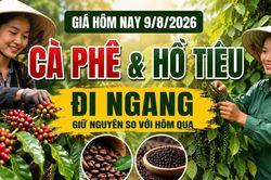 Giá cà phê, hồ tiêu hôm nay 9/8: Thị trường đồng loạt đi ngang