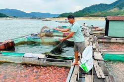 Mưu sinh trên lòng hồ Định Bình