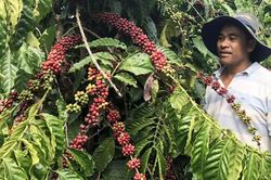 Phân quyền cấp mã số vùng trồng: Đơn giản hóa thủ tục, mở rộng cơ hội xuất khẩu