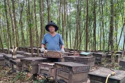 Gia Lai liên kết phát triển bền vững nghề nuôi ong
