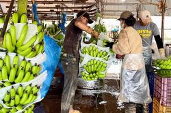 Gia Lai đặt mục tiêu kim ngạch xuất khẩu đạt trên 17 tỷ USD giai đoạn 2026-2030